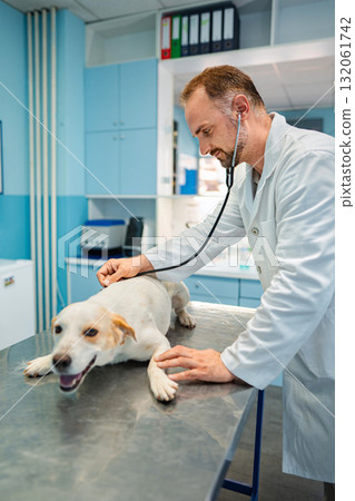 Skilled veterinarian examines a happy dog in a bright clinic 132061742