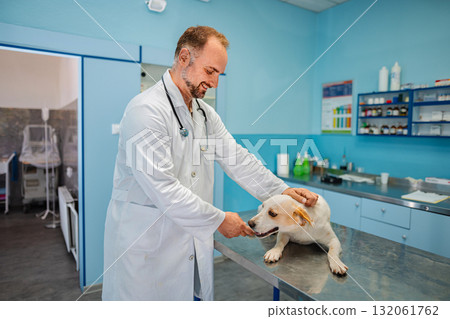 Veterinarian caring for a puppy in a well-equipped clinic Veterinarian caring for a puppy in a well-equipped clinic 132061762