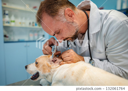 Caring veterinarian examining a dog's ear in a clinic Caring veterinarian examining a dog's ear in a clinic 132061764