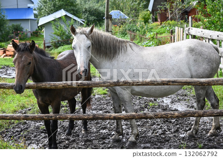 Horses in a paddock at a country ranch Horses in a paddock at a country ranch 132062792