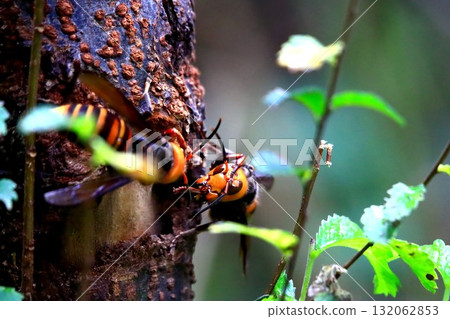 Asian giant hornet in autumn Asian giant hornet in autumn 132062853