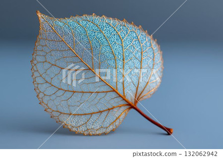 Delicate transparent leaf with intricate veins against a soft blue background showcasing nature's beauty 132062942