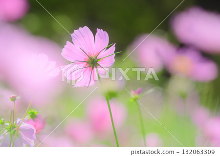 Cosmos fall image Cosmos fall image 132063309