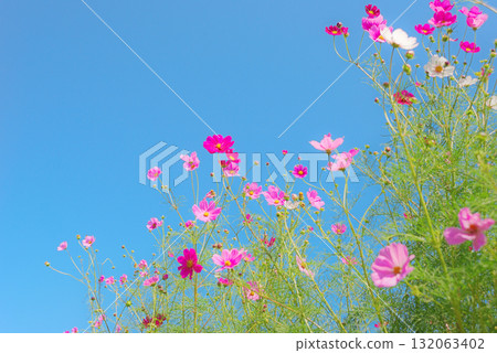 Cosmos fall image Cosmos fall image 132063402