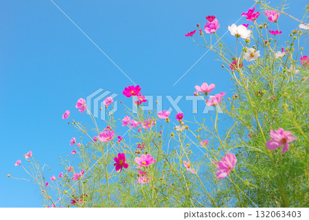 Cosmos fall image Cosmos fall image 132063403