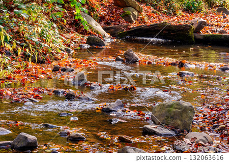 colorful leaves in the river. beautiful autumn landscape with rocks near shore and deciduous forest reflection on a sunny day in picturesque carpathian region 132063616