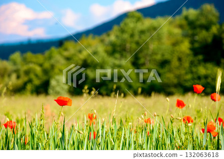 mountain landscape with red poppy flowers blooming on the green rural field. beautiful agricultural countryside of ukraine with forested hills on summer evening. blurred background narrow view 132063618