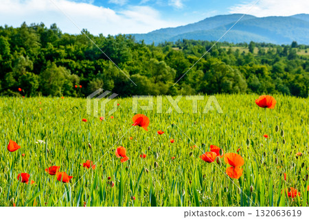 mountain landscape with red poppy flowers blooming on the green rural field. beautiful agricultural countryside of ukraine with forested hills on summer evening. blurred background narrow view mountain landscape with red poppy flowers blooming on the green rural field. beautiful agricultural countryside of ukraine with forested hills on summer evening. blurred background narrow view 132063619