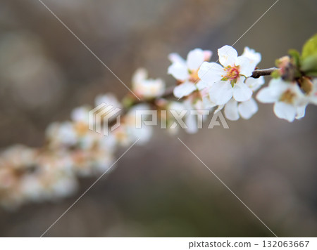四月盛開的毛櫻桃白花 132063667