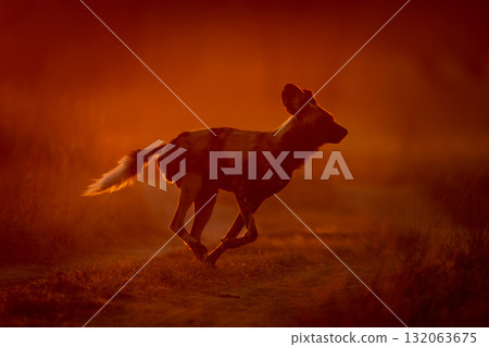 African wild dog crossing track at dawn 132063675