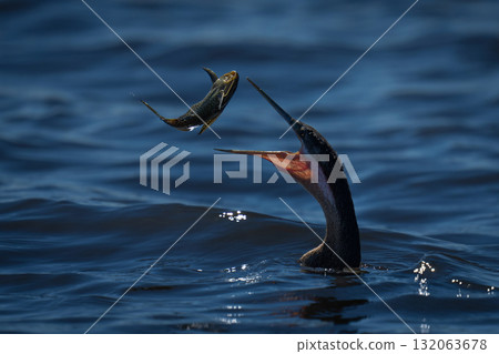 Backlit African darter in river tossing catfish 132063678