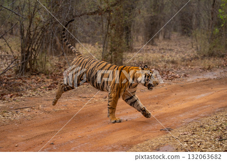 Bengal tiger runs across track in forest 132063682