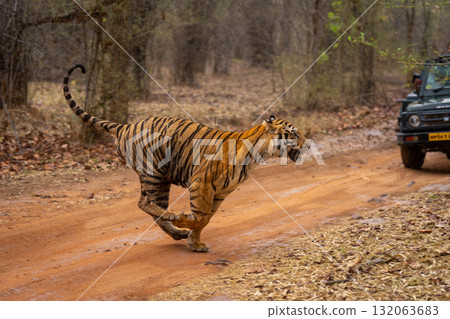 Bengal tiger runs past jeep on track Bengal tiger runs past jeep on track 132063683