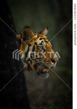 Bengal tiger stands poking head past tree Bengal tiger stands poking head past tree 132063684