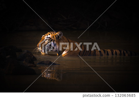 Bengal tiger with catchlight in water hole Bengal tiger with catchlight in water hole 132063685