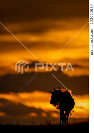 Blue wildebeest stands on sunset horizon silhouetted 132063689