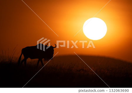 Blue wildebeest walking at dawn along horizon Blue wildebeest walking at dawn along horizon 132063690
