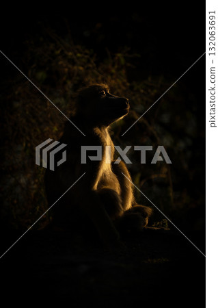 Chacma baboon sits basking in dawn sunshine 132063691
