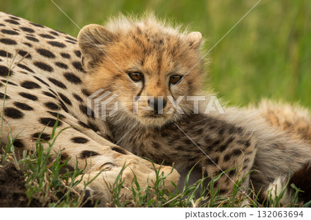 Cheetah cub lies snuggling up with mother Cheetah cub lies snuggling up with mother 132063694