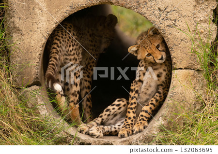 Cheetah cub lying in pipe with another Cheetah cub lying in pipe with another 132063695