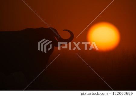 Close-up of Cape buffalo silhouette at sunrise Close-up of Cape buffalo silhouette at sunrise 132063699