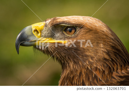 Close-up of golden eagle head with catchlight Close-up of golden eagle head with catchlight 132063701
