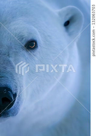 Close-up of half of polar bear face Close-up of half of polar bear face 132063703