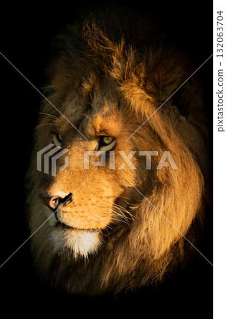 Close-up of male lion face in shadows Close-up of male lion face in shadows 132063704