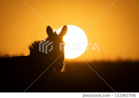 Close-up of plains zebra with rising sun Close-up of plains zebra with rising sun 132063706