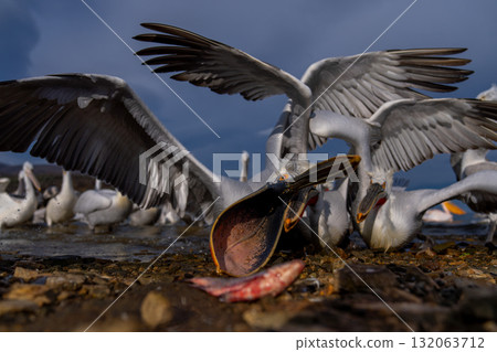 Dalmatian pelican grabs fish on rocky shore Dalmatian pelican grabs fish on rocky shore 132063712