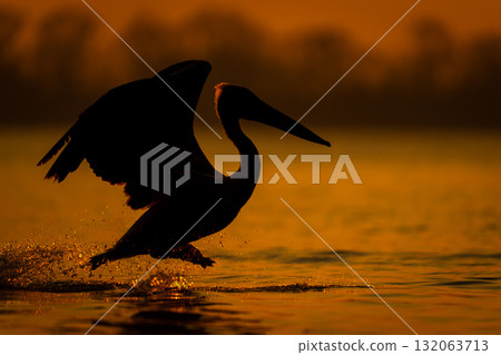 Dalmatian pelican hops across lake at dawn 132063713