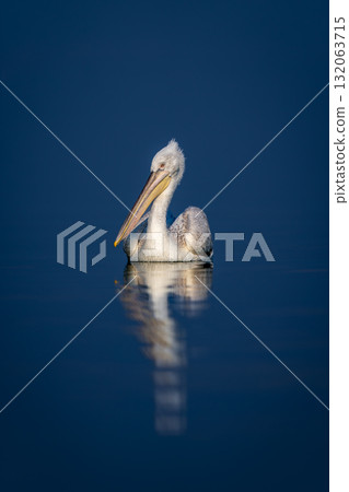 Dalmatian pelican watches camera on blue lake Dalmatian pelican watches camera on blue lake 132063715