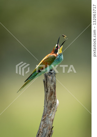 European bee-eater on tree stump tosses fly 132063717