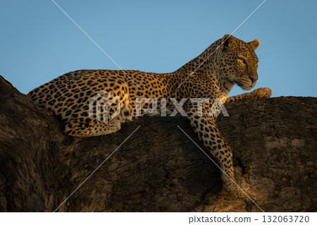 Female leopard lies on branch lifting head Female leopard lies on branch lifting head 132063720