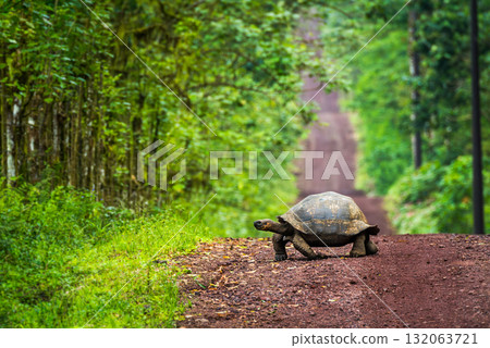 Galapagos giant tortoise crossing straight dirt road Galapagos giant tortoise crossing straight dirt road 132063721