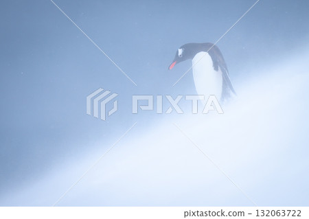 Gentoo penguin stands looking down snowy slope Gentoo penguin stands looking down snowy slope 132063722