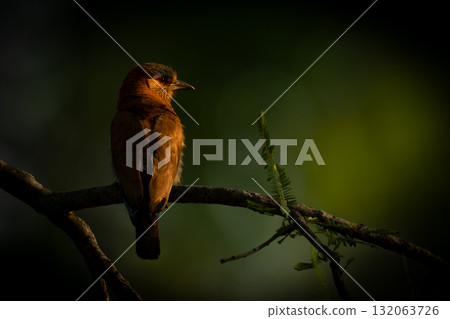 Indian roller with catchlight on thin branch 132063726