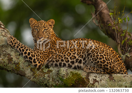 Leopard lies on branch looking for prey 132063730