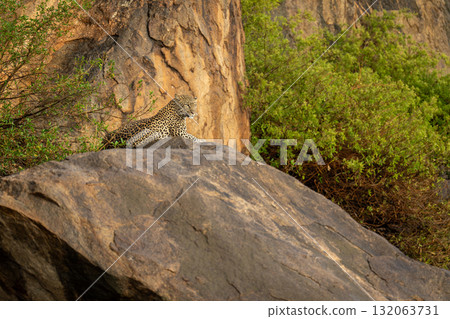 Leopard lies on rock staring into distance 132063731