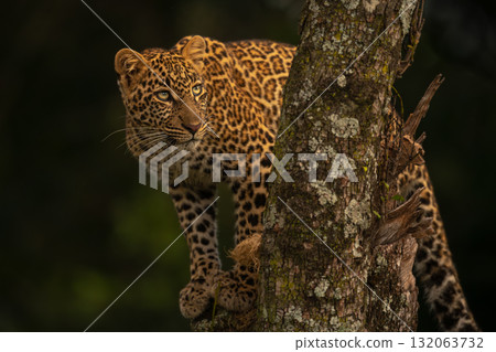 Leopard looks up from perch in tree 132063732