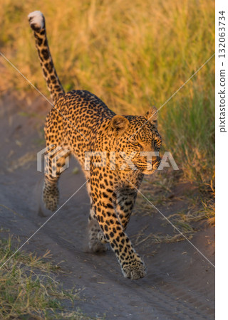 Leopard running along sandy track in grass 132063734