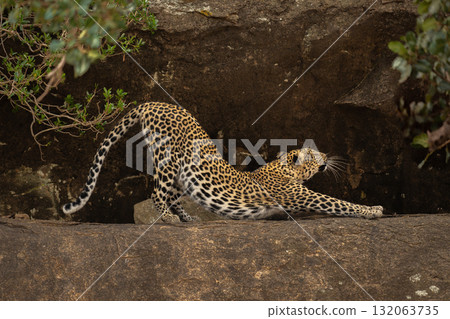 Leopard stretches between bushes on rocky ledge Leopard stretches between bushes on rocky ledge 132063735