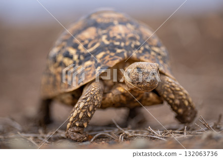 Leopard tortoise walks through grass towards camera 132063736