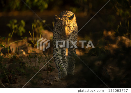 Leopard walks toward camera in early morning Leopard walks toward camera in early morning 132063737