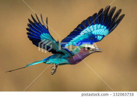 Lilac-breasted roller flies lifting wings in sunshine Lilac-breasted roller flies lifting wings in sunshine 132063738