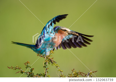 Lilac-breasted roller lands on branch carrying grasshopper Lilac-breasted roller lands on branch carrying grasshopper 132063739