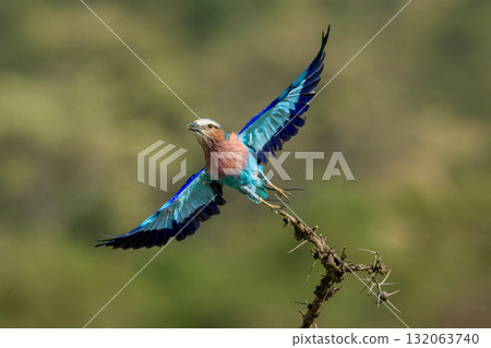 Lilac-breasted roller takes off from thorny branch Lilac-breasted roller takes off from thorny branch 132063740