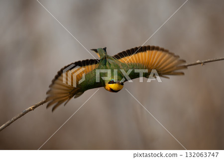 Little bee-eater flies off branch towards camera Little bee-eater flies off branch towards camera 132063747