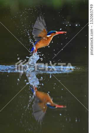 Malachite kingfisher beats wings flying from water Malachite kingfisher beats wings flying from water 132063749