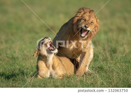 Male and female lions roar during mating 132063750